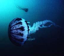 !!! Non%fiction:!Life!in!the!Ocean! noaa.gov Jellyfish Many jellyfish have stinging tentacles that they use to defend themselves and to capture prey.