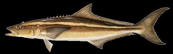 The Commission initiated a new Cobia Fishery Management Plan (FMP), approved a new Atlantic Herring Amendment, updated management programs for five species (via addenda) and continued to work on