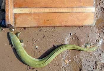 SPECIES HIGHLIGHTS American Eel From a biological perspective, American eel are a very mysterious species.