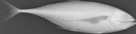 Volume 1 No.1, November 01 www.ijais.org 4. RESULTS AND DISCUSSION a) lateral b) dorsal Fig. :X-ray images [11] Swimbladder Fig.