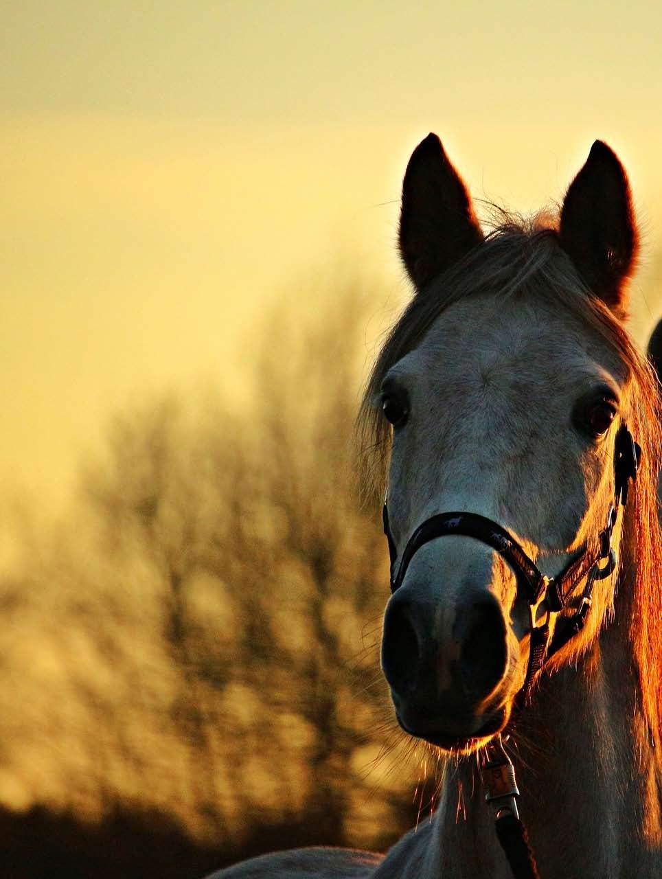 Horse Project News Horse ID Sheets The due date for Horse ID sheets has been set by the State Office for May 1st.