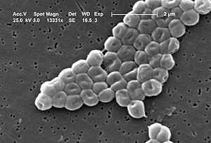 9 12. Domain- Bacteria Phylum- Proteobacteria Class- Gammaproteobacteria Order- Pseudomonadales Family- Moraxellaceae Genus- Acinitobacter Acinetobacter calcoaceticus Small, grey, smooth colonies