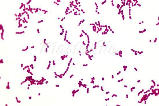 Gram-positive, low-gc, acid-tolerant, generally nonsporulating, non-respiring rod or cocci that are associated by their common metabolic and physiological characteristics.