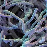 Kingdom: Bacteria Phylum: Actinobacteria Streptomyces albogriseolus Production of neomycin. Streptomyces albogriseolus; Streptomyces albogriseolus Benedict et al.