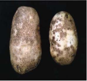 Common scab. Main hosts: Potato. Arachis hypochea in rotation with potato, de Klerk et al., 1997), Beta vulgaris, B. vulgaris var.