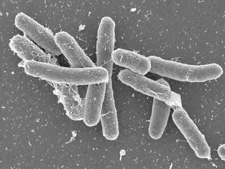 generally, the first marine Gram-positive bacteria, to be sequenced, thus providing important new information about an environmentally significant yet poorly studied group of prokaryotes.