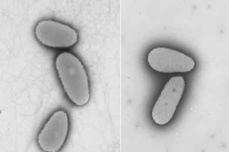 481. Kingdom: Bacteria Class: Gammaproteobacteria Order: Alteromonadales Genus: Teredinibacter 482.