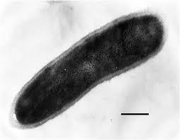 Thermoanaerobacter tengcongensis is a rod-shaped, Gramnegative, anaerobic eubacterium that was isolated from a freshwater hot spring in Tengchong, China.