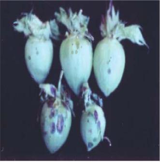 holcicola (Elliot 1930) Vauterin, Hoste, Kersters and Swings 1995 Bacterial leaf streak Main hosts: Sorghum or Indian millet and its varieties caffrorum.