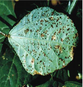 Widespread all over the world, where hosts are grown. Bacterial blight is one of the major diseases of bean and yield losses of 2040% are quite common (Yoshii et al., 1976; Allen et al., 1998).