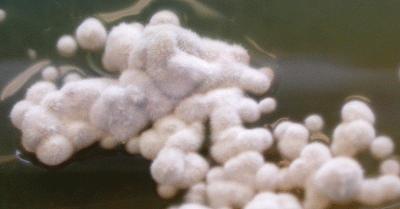 white to yellowish, with a brownish reverse. Arthroconidia are cylindrical to broadly ellipsoidal, one- or two-celled, hyaline to subhyaline, 4-16 x 2-5 µm in size, forming long chains.