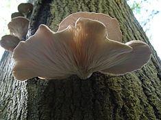 Kingdom: Fungi Division: Basidiomycota Class: Agaricomycetes Order: Agaricales Family: Pleurotaceae Genus: Pleurotus 79.