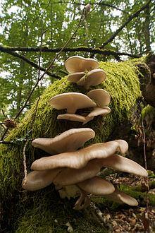 Lignolytic enzymes. Pleurotus ostreatus, the oyster mushroom, is a common edible mushroom. It was first cultivated in Germany as a subsistence measure.