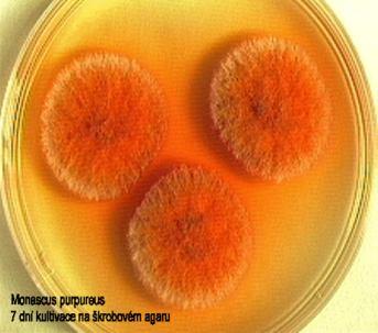 174 181. Kingdom: Fungi Division: Ascomycota Monascus purpureus Production of red cheese Class: Eurotiomycetes Order: Incertae sedis Family: Monascaceae Genus: Monascus 182.