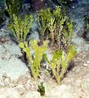 It has a rounded, flattened body and is a mottled green, a colour that mimics that of the algae Halimeda tunaand Udotea