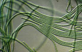 Tetraselmis suecica is a marine green alga.