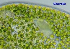 Chlorella pyrenoidosa Used as food by human beings and for fish cultivation.