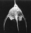 188 Family: Spongodiscidae Genus: Euchitonia 6. Kingdom: Chromista Phylum: Radiozoa Pterocanium praetaxum Owen Basin, Arabian Sea, N.W. Indian Ocean.