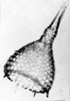 Indian Ocean Order: Nassellaria Family: Theoperidae Genus: Anthrocyrtidinium 18.