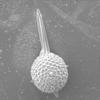 Kingdom: Chromista Phylum: Radiozoa Order: Spumellaria Lamprocyclas maritalis Haeckel Rio