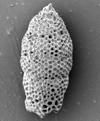 Kingdom: Chromista Phylum: Radiozoa Stichocorys delemontensis (Campbell and Clark) Rio Claro,