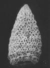 Bajocian- Tithonian (Jurassic) Family:Parvicingulaceae Genus: Parvicingula 49.