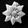 206 Phylum: Haptophyta Class: Prymnesiophyceae Order: Coccosphaerales Family: Coccolithaceae Genus: Discoaster 97.