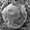 208 Phylum: Haptophyta Class: Prymnesiophyceae Order: Coccosphaerales Family: Coccolithaceae Genus: Coccolithus 107.