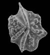 Kingdom: Chromista Phylum: Haptophyta Class: Prymnesiophyceae Aulacognathus kuehni Pa element Hughley Shales, Telychian Stage, Llandovery Series, Silurian, Devils Dingle, nr.