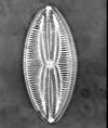 212 125. Kingdom: Chromista Phylum: Ochrophyta Class: Coscinodiscophyceae Auliscus sculptus (W. Smith) Ralfs ex.