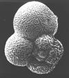Kingdom: Protozoa Class: Granuloreticulosea Order: Foraminiferida Globorotalia centralis (Cushman and Bermudez, 1937) Globorotalia cerro-azulensis ( Cole, 1928) Montgomery Landing, Red River,