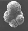 umbilical view SEM, Eocene They are characterized both by their thin pseudopodia that form an external net for catching food, and they usually have an external shell, or test, made of various