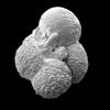 Most forams are aquatic, primarily marine, and the majority of species live on or within the seafloor sediment (benthos) with a small number of species known to be floaters in the water column at