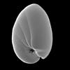 various depths (plankton) Genus: Bigenerina 187.