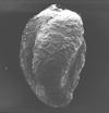 Bathonian- Kimmeridgian (Jurassic) Foraminifera typically produce a test, or shell, which can have either one or multiple chambers, some becoming quite elaborate in structure.
