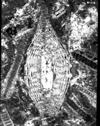 Kingdom: Protozoa Class: Granuloreticulosea Order: Foraminiferida Family: Nummulitidae Heterostegina sp ( d'orbigny) Barinas, S.W Venezuela. TS. Eocene.