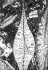 230 211. Kingdom: Protozoa Class: Granuloreticulosea Order: Foraminiferida Family: Discocyclinidae Discocyclina marginata (Cushman) Barinas, S.W Venezuela. TS.