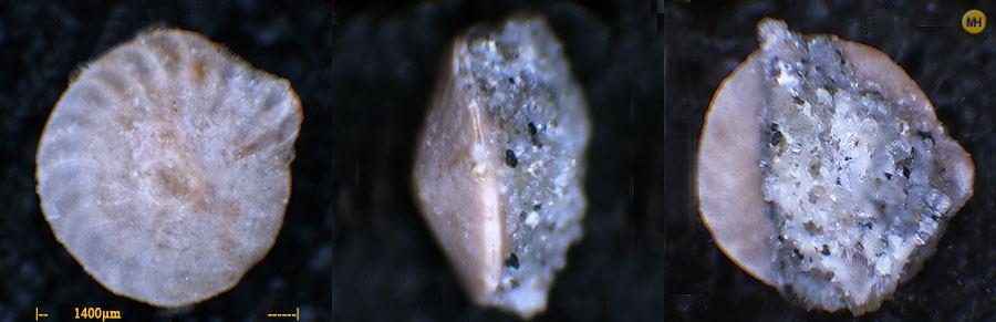 These shells are commonly made of calcium carbonate (CaCO 3 ) or agglutinated sediment particles Genus: Lepidocyclina 213. Kingdom: Protozoa Nummulites sp.