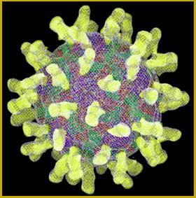 232 5 Group: Group IV ((+)ssrna) Order: Picomavirales Family: Picomaviridae Genus: Enterovirus Enterovirus The Common Cold is caused by a virus.