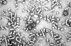 the rhinovirus is known as an RNA virus and, because it replicates at such a rapid rate, it is possible for it to mutate into over 800 different forms once it infects a person.