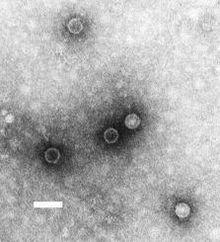 235 16 Group: Group IV ((+)ssrna) Order: Picornavirales Family: Picornaviridae Genus: Enterovirus Species: Poliovirus Poliovirus domestic poultry due to their high susceptibility and the potential