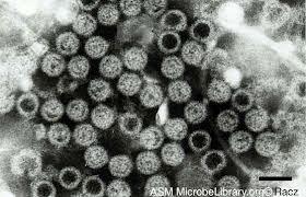 Because of its short genome and its simple composition only RNA and a non-enveloped icosahedral protein coat that encapsulates it poliovirus is widely regarded as the simplest significant virus.