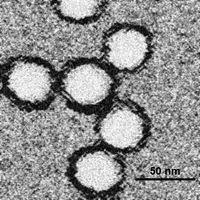 The last naturally occurring case of smallpox (Variola minor) was diagnosed on 26 October 1977 Genus: Orthopoxvirus Species: Variola virus 25 Group: Group IV((+)ssRNA) Family: Flaviviridae Genus: