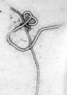 This structure is similar to the dengue fever virus; both belong to the genus Flaviviruswithin the family Flaviviridae.