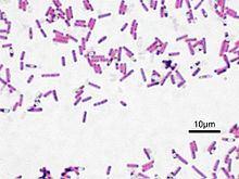 It is likely that these isolates were present in spacecraft assembly facilities as metabolically dormant spores.