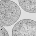 Kingdom: Bacteria Phylum: Firmicutes Brevibacillus laterosporus Production of biosurfractant Class: Bacilli Order: Bacillales Family: Paenibacillaceae Genus: