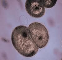 Deinococcaceae; Deinococcus. It is gamma-radiation-tolerant bacterium isolated from the Sahara Desert.