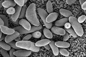 bacteria known to grow with acetate as sole energy and carbon source.