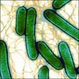 Kingdom: Bacteria Class: Gammaproteobacteria Order: Enterobacteriales Enterobacter clocae Phosphorelation of Xylose.