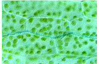 Kingdom: Bacteria Phylum: Firmicutes Class: Mollicutes Order: Entomoplasmatales Family: Entomoplasmatacea e Genus: Mesoplasma 282.